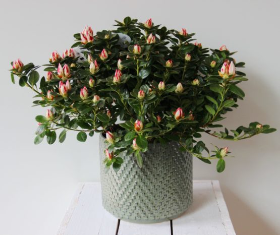 Roze azalea in sierpot