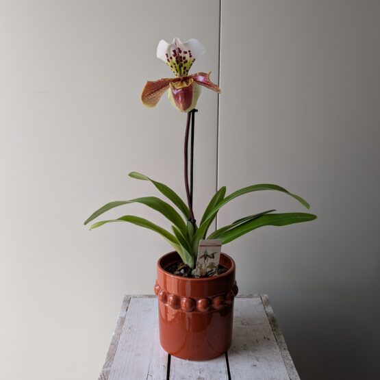 venusschoentjes orchidee