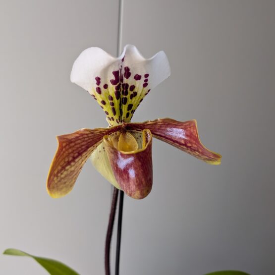 venusschoentjes orchidee - Afbeelding 2